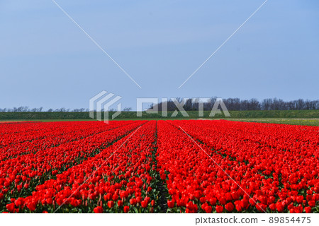 Julianadorp, Netherlands, April 2022. Blooming tulips, hyacinths and daffodils in the bulb fields around Julianadorp. Julianadorp, Netherlands, April 2022. Blooming tulips, hyacinths and daffodils in the bulb fields around Julianadorp. 89854475
