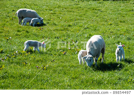 Breezand, Netherlands, April 2022. Mother sheep with newborn lambs in the pasture in spring. Breezand, Netherlands, April 2022. Mother sheep with newborn lambs in the pasture in spring. 89854497