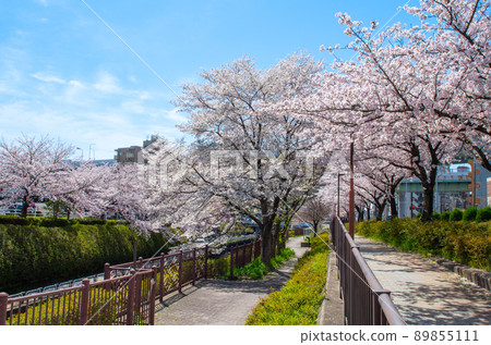 Spring in Nagoya 89855111