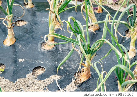 5 月菜園裡的洋蔥即將收穫 5 月菜園裡的洋蔥即將收穫 89855165
