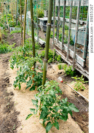 5月開始在菜園裡生長的番茄幼苗 89855167