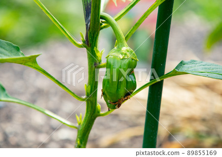 5月菜園開始長出的青椒苗最好果 5月菜園開始長出的青椒苗最好果 89855169