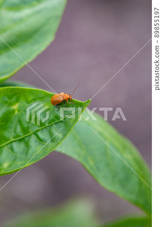 Urihamushi found in the vegetable garden in May 89855197