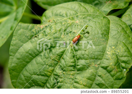 Urihamushi found in the vegetable garden in May 89855201