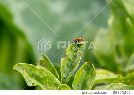 Urihamushi found in the vegetable garden in May 89855202
