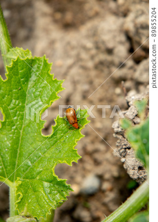 Urihamushi found in the vegetable garden in May Urihamushi found in the vegetable garden in May 89855204