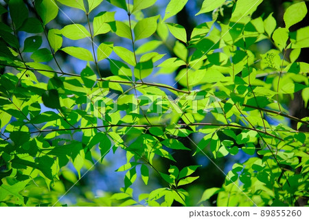 陽光普照時，葉子透明，鮮綠是美麗的嫩葉 89855260