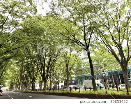 Joshu寺廟街道的新鮮綠色 Joshu寺廟街道的新鮮綠色 89855432