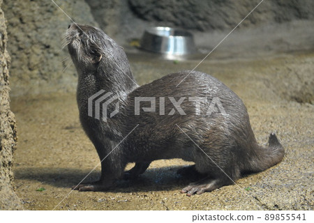 Maruyama Zoo Kotsumekawauso 01 89855541