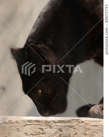 Profile of a sniffing black leopard 89855743