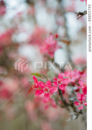 Praire Fire Crabapple bright pink blossom in April Spring Praire Fire Crabapple bright pink blossom in April Spring 89855745