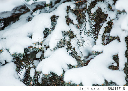 Pine branch in the snow after a blizzard 89855748