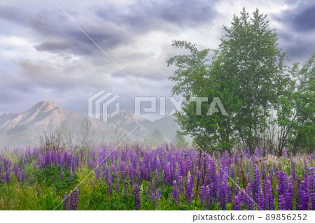 purple lupine field blooming in the fog. beautiful summer nature scenery in the morning. high tatra mountain ridge in the distance. cloudy sky purple lupine field blooming in the fog. beautiful summer nature scenery in the morning. high tatra mountain ridge in the distance. cloudy sky 89856252