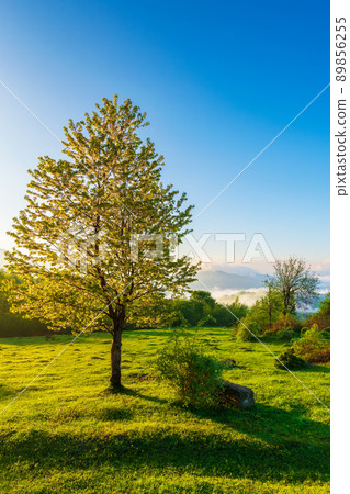 tree on the meadow at sunrise. beautiful countryside landscape of carpathian mountains in morning light. fog in the distant valley and clouds on the sky tree on the meadow at sunrise. beautiful countryside landscape of carpathian mountains in morning light. fog in the distant valley and clouds on the sky 89856255