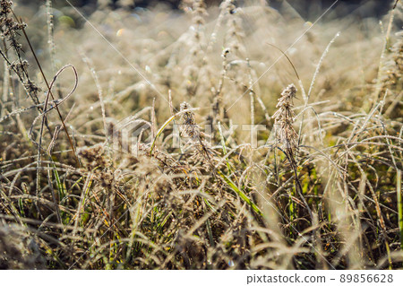 Winter morning frost on grass in meadow field. Close up ice on grass in field. Cold ice in winter season weather. Beautiful frost ice crystals on grass in garden 89856628