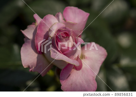玫瑰 89856831