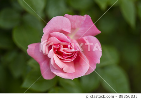 rose rose 89856833