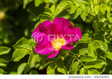 rose 89856905