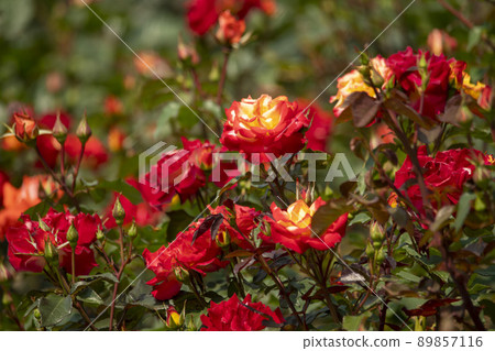 rose 89857116