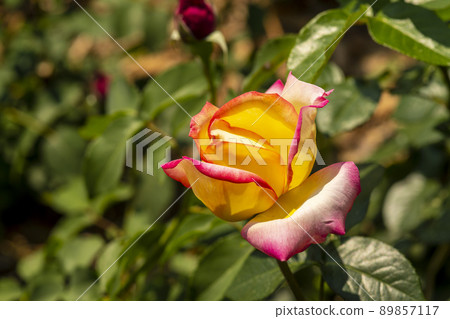 rose 89857117
