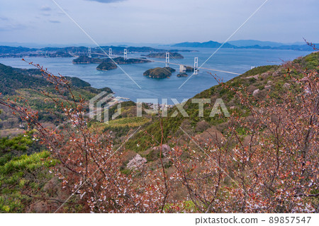 [Setouchi Shimanami Kaido] Kurushima Kaikyo Bridge seen from Kirosan Observatory Park where cherry blossoms bloom 89857547