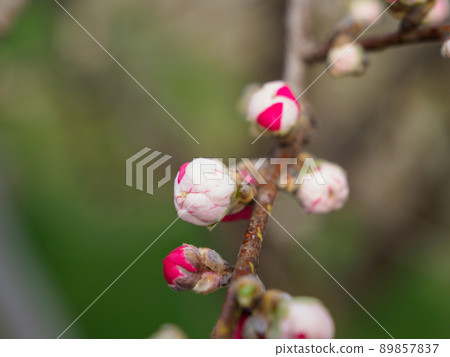 Image of spring flower peach Image of spring flower peach 89857837