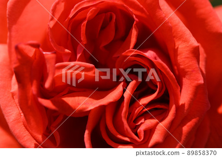 Rose petals Rose petals 89858370