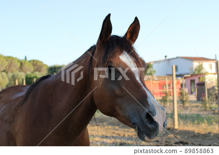 close-up of brown horse grazing on a farm 89858863