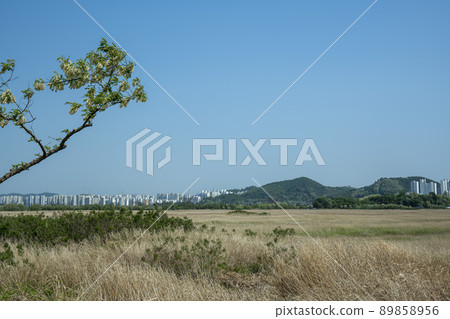 acacia 89858956