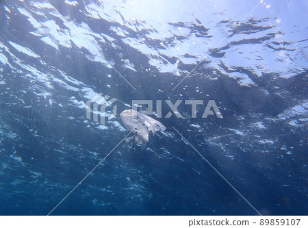 漂浮在水中的乙烯基垃圾 漂浮在水中的乙烯基垃圾 89859107
