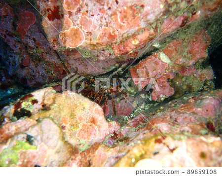 Hiding spiny lobster Hiding spiny lobster 89859108