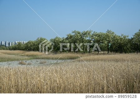 Siheung Tidal Flat Ecological Park Siheung Tidal Flat Ecological Park 89859128