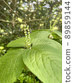 Perennial Chloranthus serrata 89859144