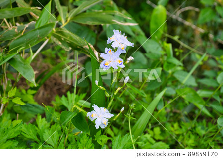 Butterflies in the mountains of Yatsuomachi, Toyama City, Toyama Prefecture in May Butterflies in the mountains of Yatsuomachi, Toyama City, Toyama Prefecture in May 89859170