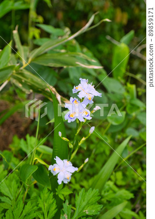 Butterflies in the mountains of Yatsuomachi, Toyama City, Toyama Prefecture in May Butterflies in the mountains of Yatsuomachi, Toyama City, Toyama Prefecture in May 89859171