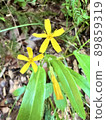 Perennial Nigana 89859319