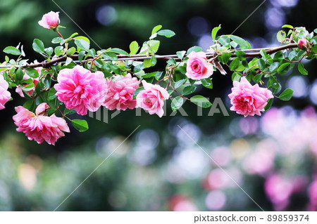 Pink rose flowers shining side by side in the park Pink rose flowers shining side by side in the park 89859374