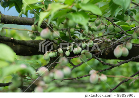 Plums that have begun to bear fruit Plums that have begun to bear fruit 89859903