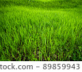 Spring wild green grass has grown high 89859943