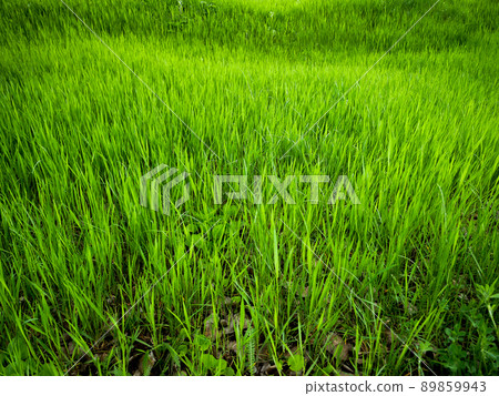 Spring wild green grass has grown high Spring wild green grass has grown high 89859943