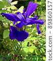 May flower iris 89860157
