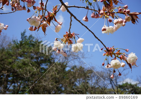 春天森林公園 親合之森 89860169
