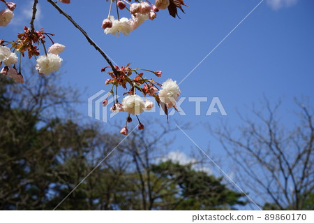 春天森林公園 親合之森 春天森林公園 親合之森 89860170