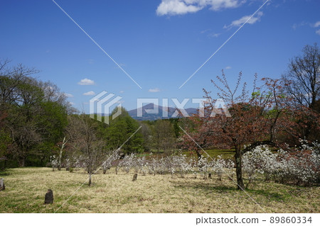 春天森林公園 親合之森 春天森林公園 親合之森 89860334