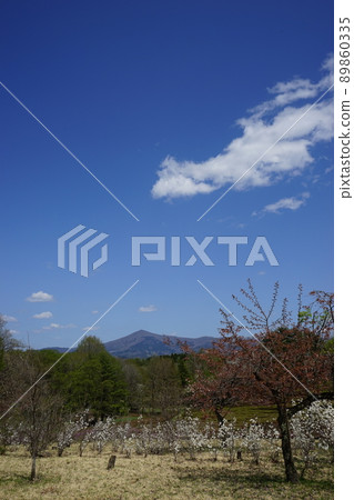 春天森林公園 親合之森 89860335