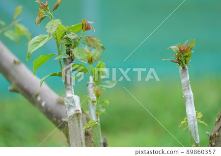 嫁接梅樹 89860357