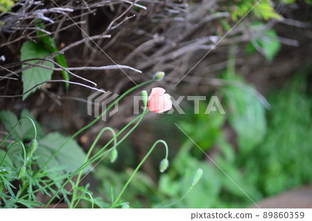Consort Yu (Papaver rhoeas) 89860359