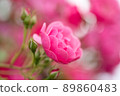 rose	 89860483