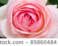 rose	 89860484