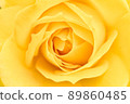 rose	 89860485